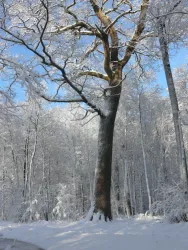 Salzleckeiche-Schnee Forstamt (1)