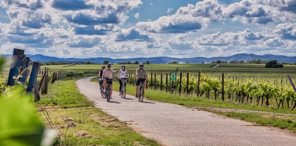 Vier Radfahrende radeln durch Weinberge