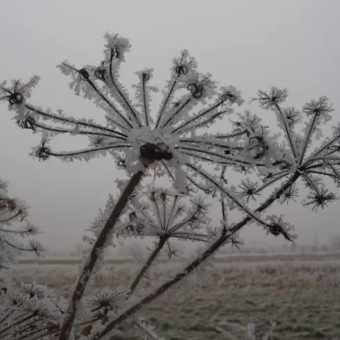 Winterspaziergang Rauhnächte