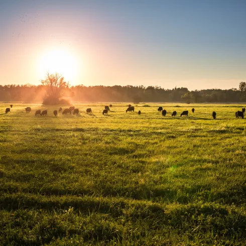 Sonnenaufgang über einer Wiese am Viehstrich