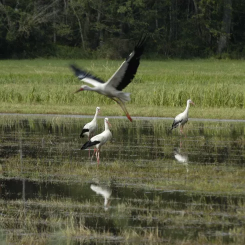 Storch über den Queichwiesen